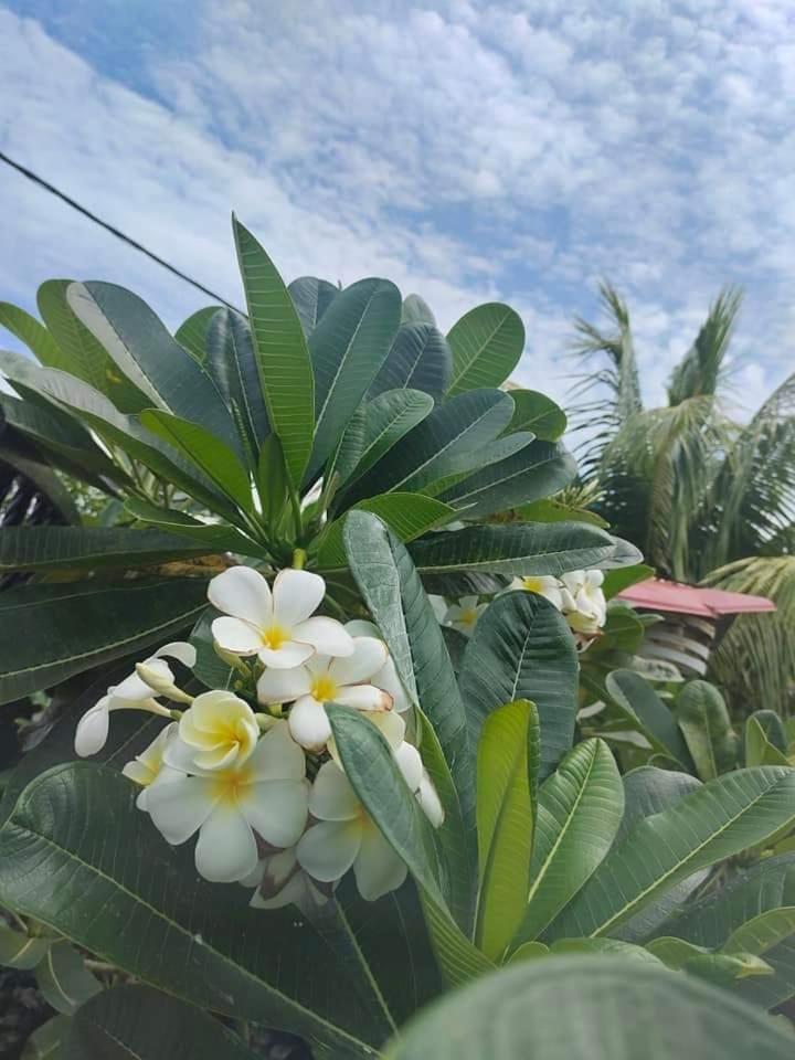 Langkawi Homestay Bunga Padi Kuah Luaran gambar